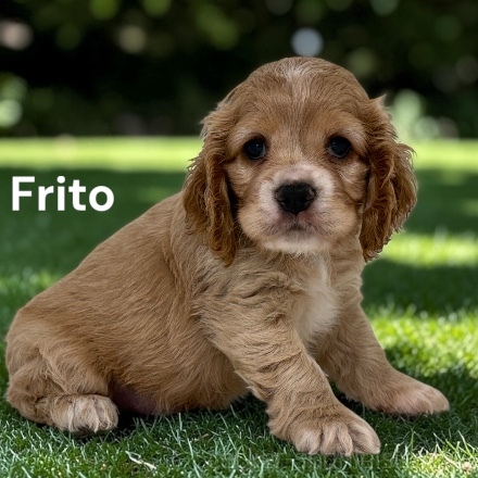puppy, for, sale, Cocker Spaniel, Joe & Cherri  Overlease, dog, breeder, Miller, MO, dog-breeder, puppy-for-sale, forsale, nearby, find, puppyfind, locator, puppylocator, aca
